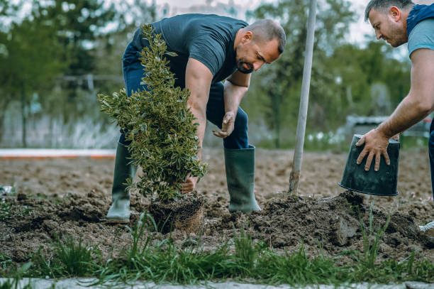 Professional Tree Service in Penhook, VA